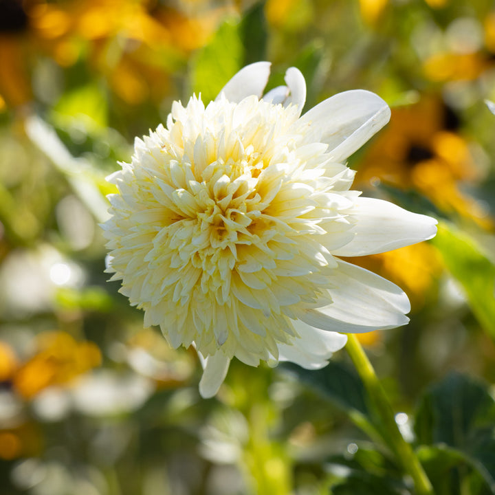 Dahlia 'Platinum Blonde'