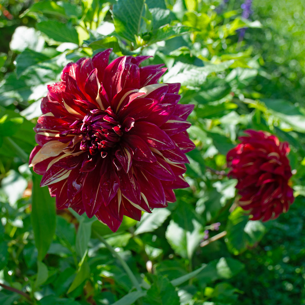 Dahlia 'Bohemian Spartacus'