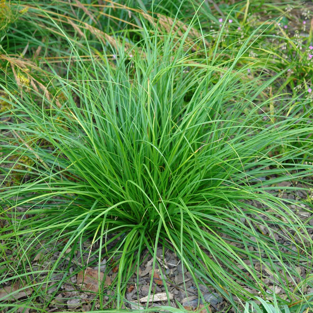 Carex cherokeensis, tray of 32 plugs