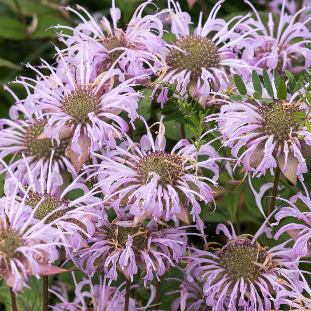 Monarda bradburiana, tray of 50 plugs