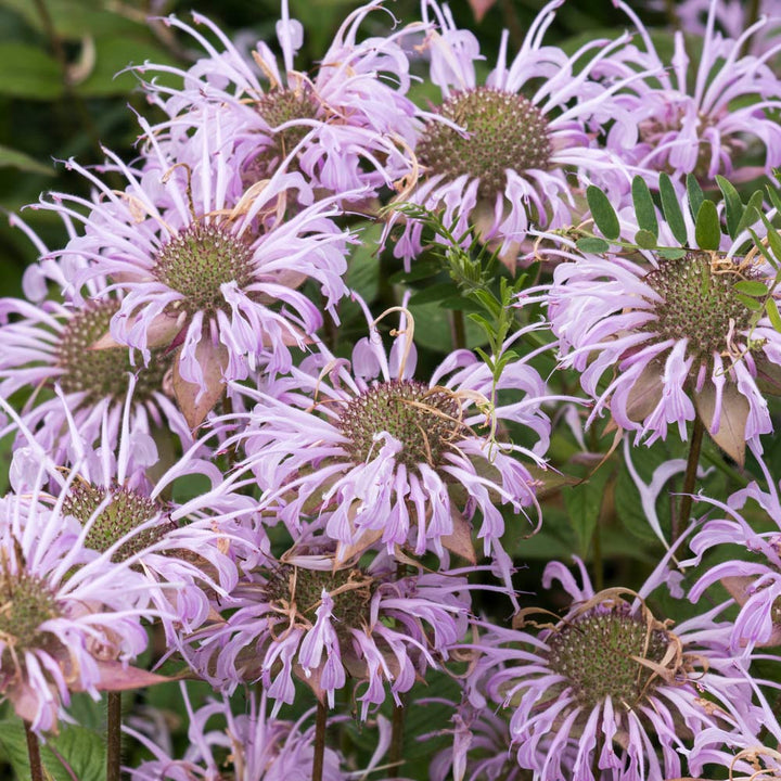 Monarda bradburiana, tray of 50 plugs