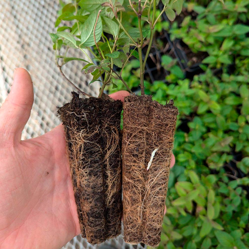 Monarda bradburiana, tray of 50 plugs