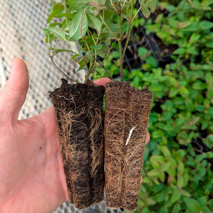 Monarda bradburiana, tray of 50 plugs
