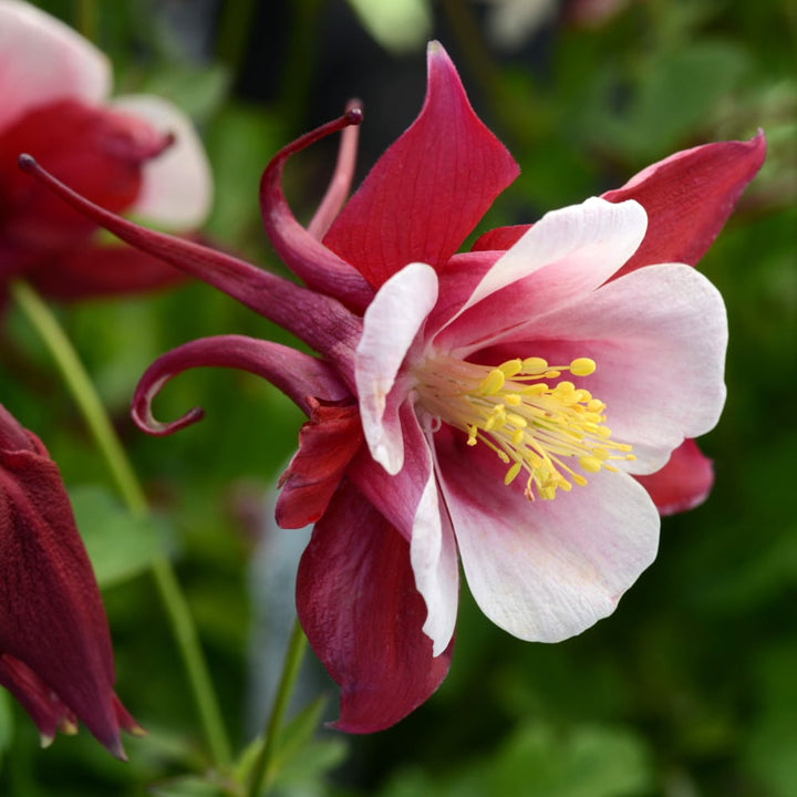 Aquilegia Earlybird™ Red White