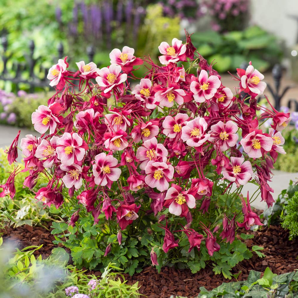 Aquilegia Earlybird™ Red White