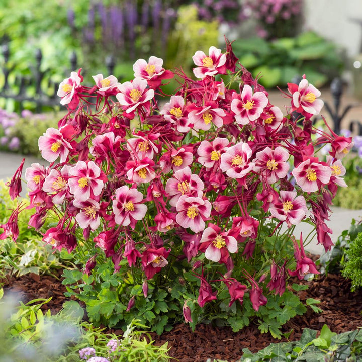 Aquilegia Earlybird™ Red White