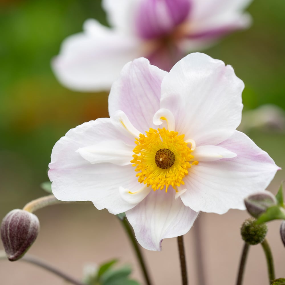 Anemone Dainty Swan