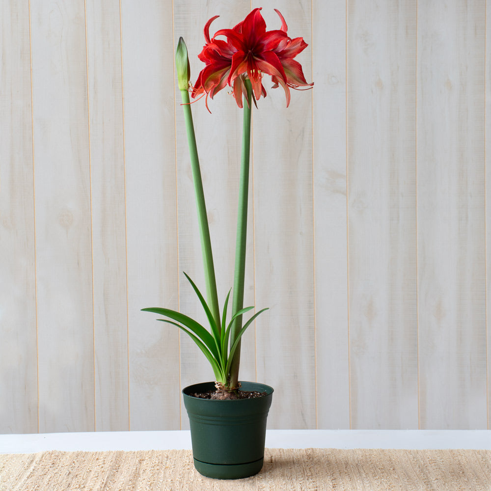 Amaryllis 'Bogota,' one bulb in nursery pot