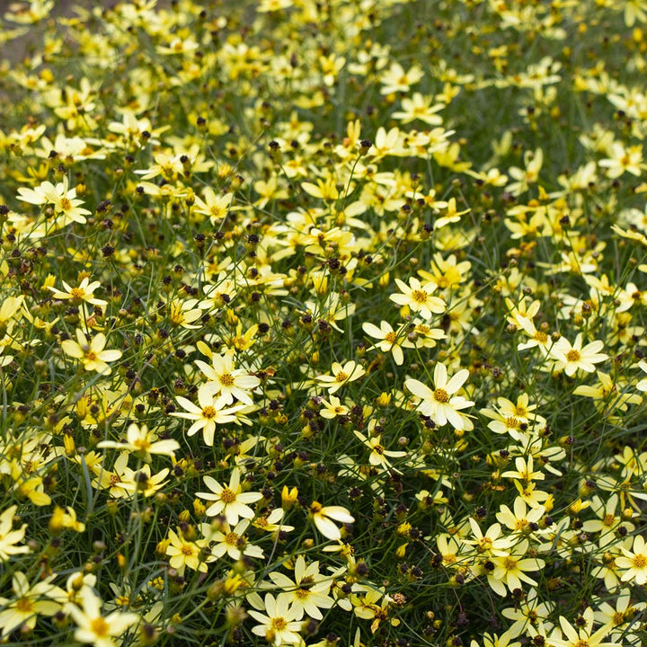 Coreopsis verticillata 'Moonbeam'