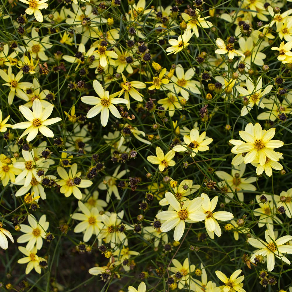 Coreopsis verticillata 'Moonbeam'