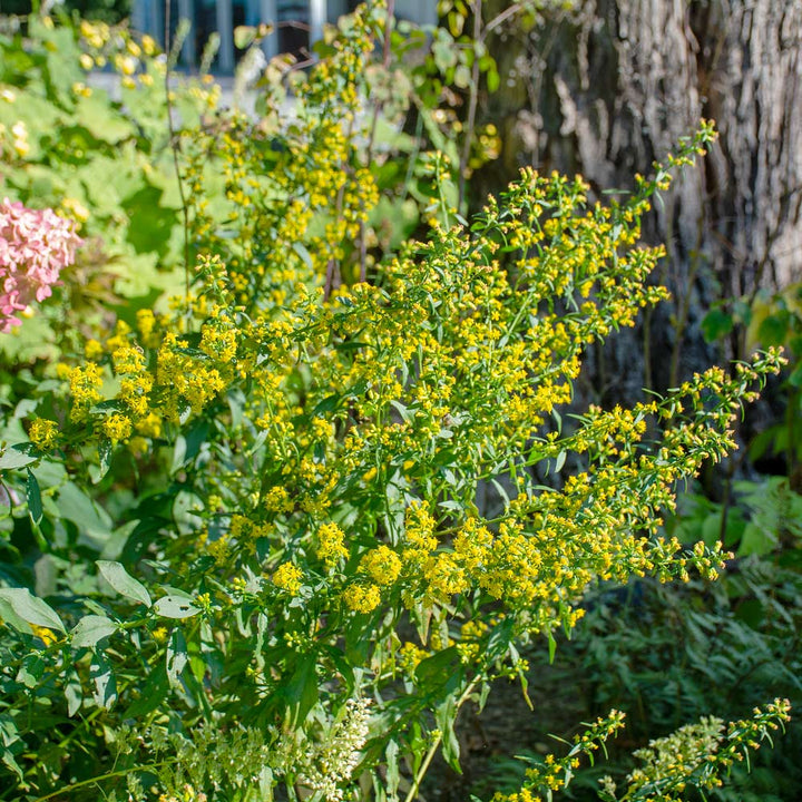 Native Plants for Songbirds
