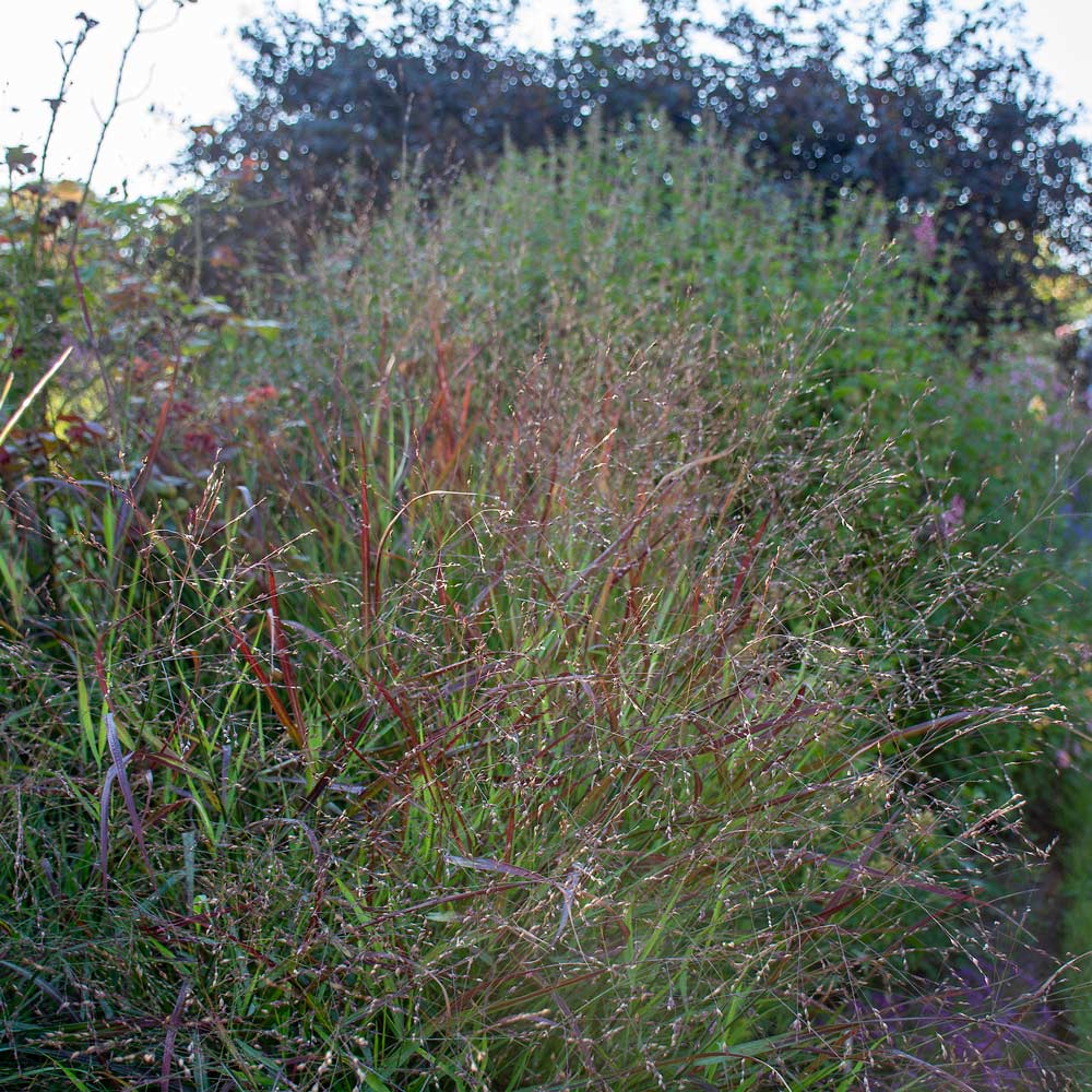 Panicum virgatum 'Shenandoah'