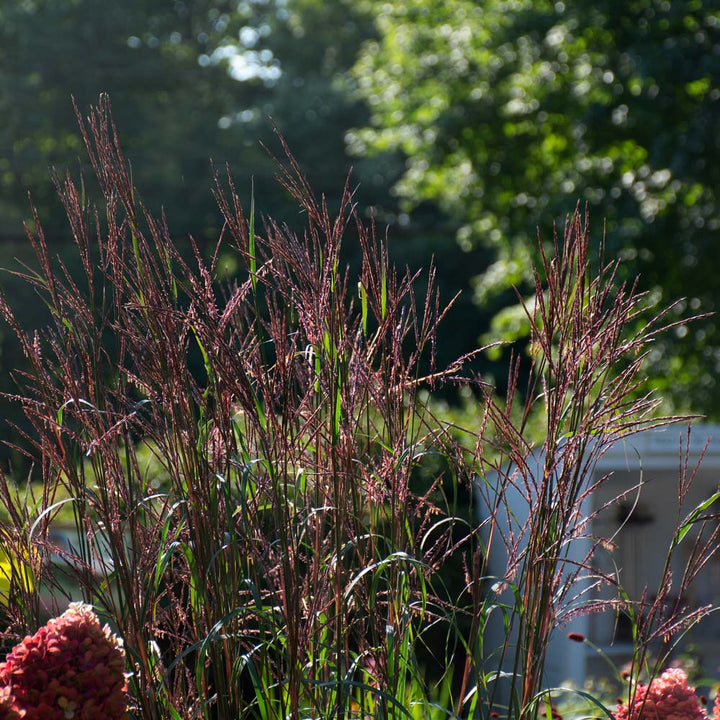 Andropogon gerardii 'Blackhawks'