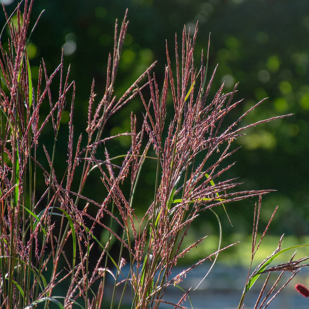 Andropogon gerardii 'Blackhawks'