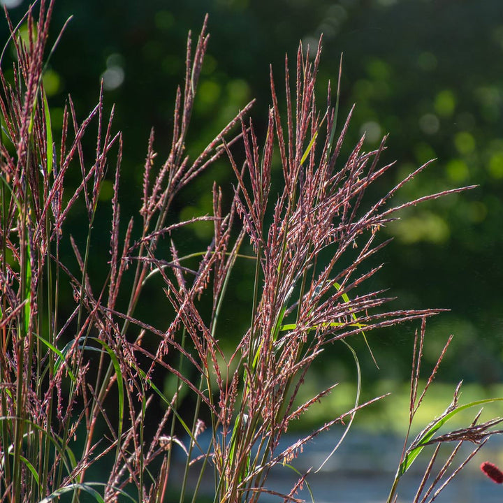 Andropogon gerardii 'Blackhawks'