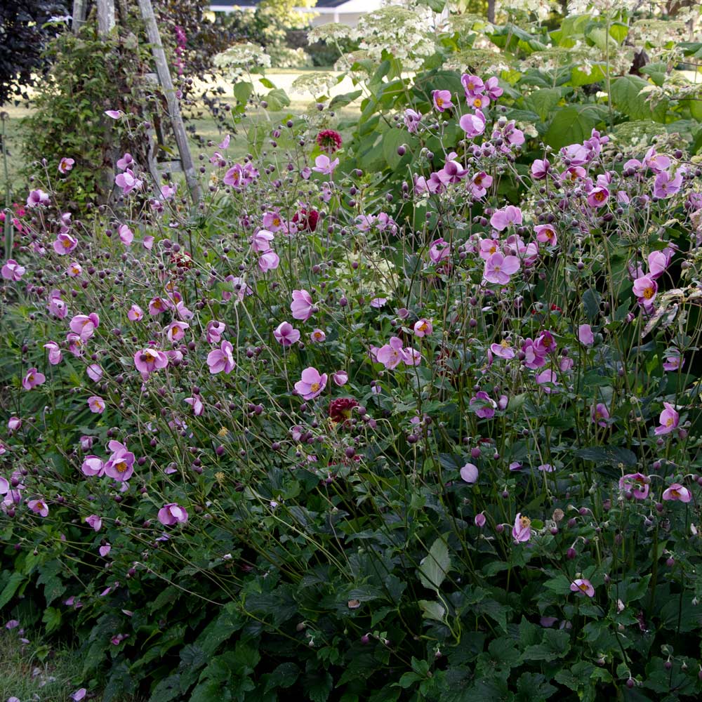 Anemone 'September Charm'