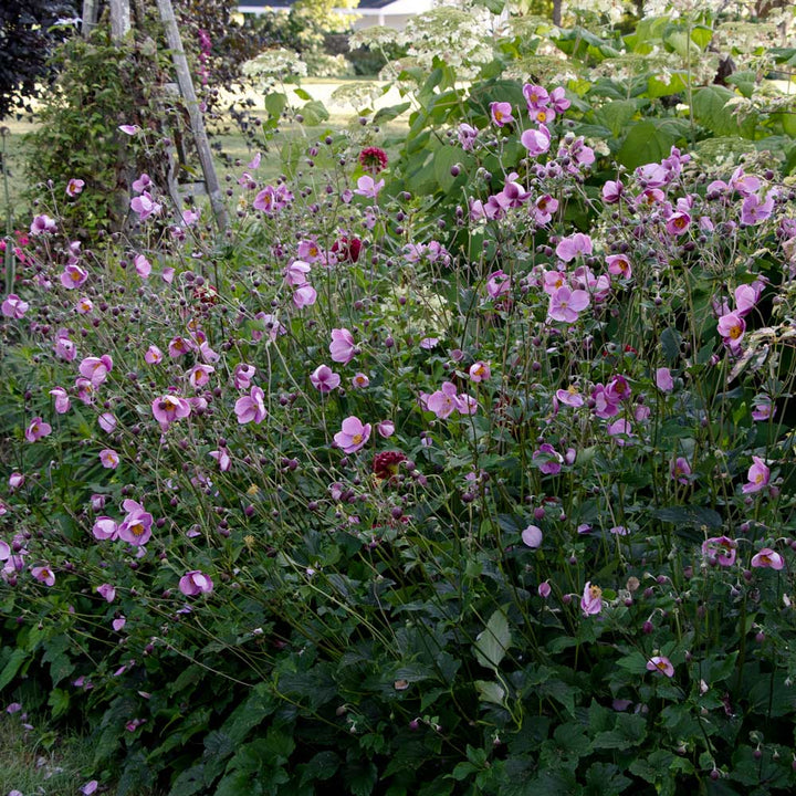 Anemone 'September Charm'