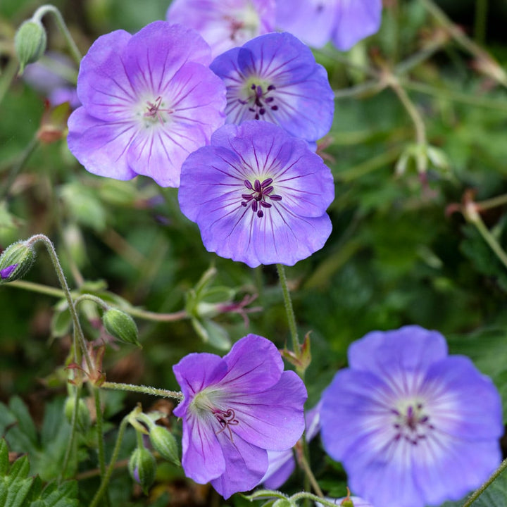 Geranium 'Azure Rush'
