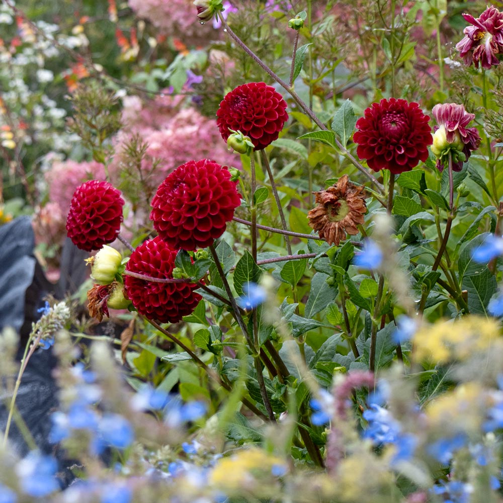 Dahlia 'Cornel'