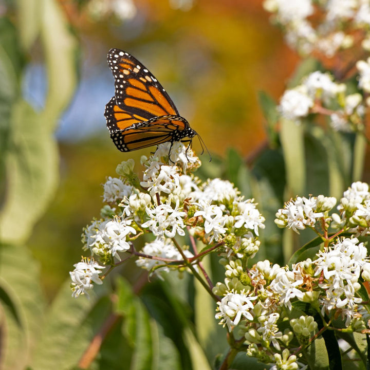 Heptacodium miconioides Temple of Bloom®