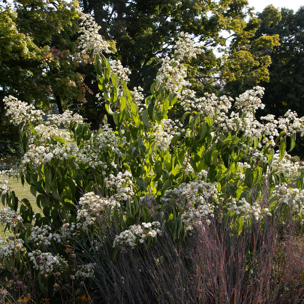 Heptacodium miconioides Temple of Bloom®