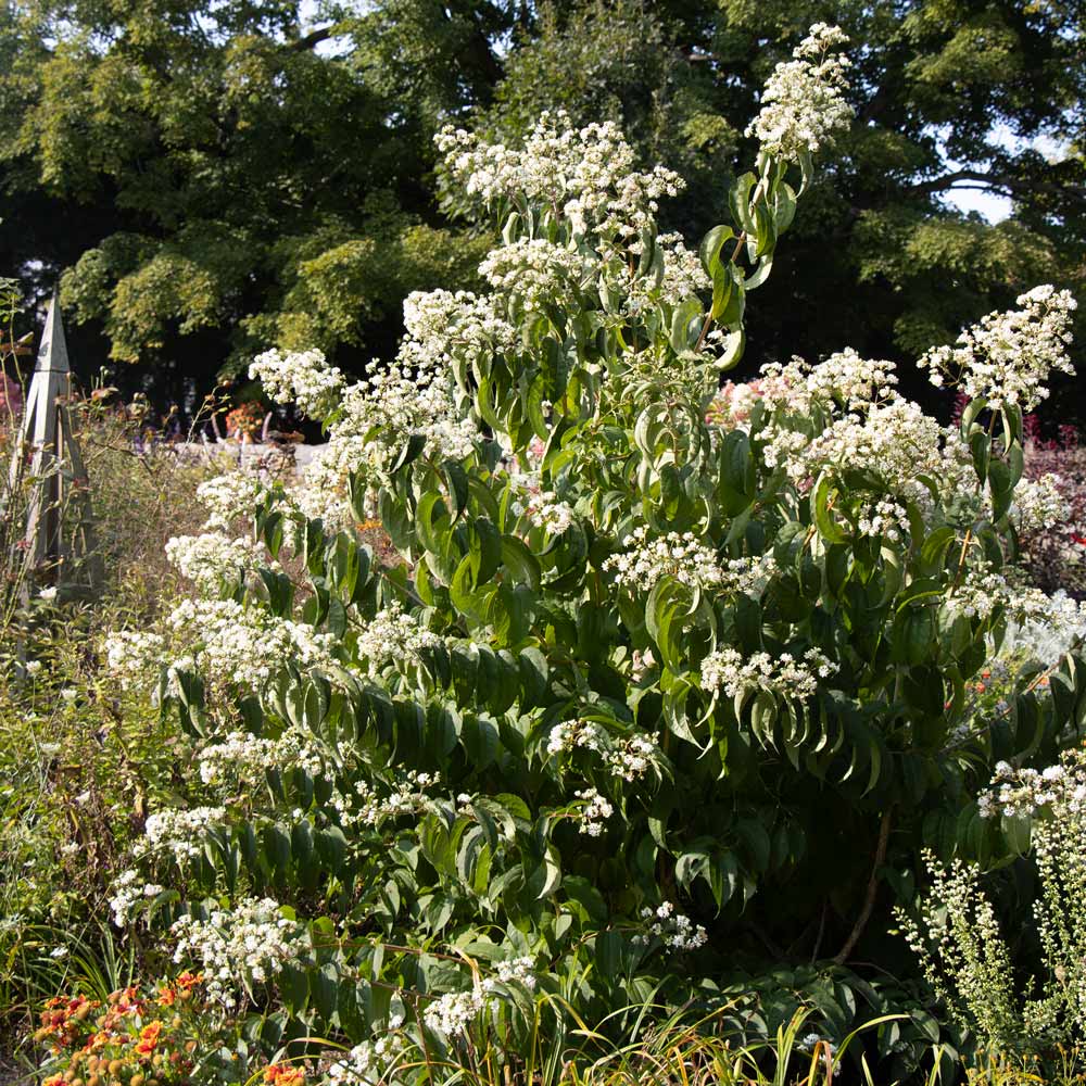 Heptacodium miconioides Temple of Bloom®