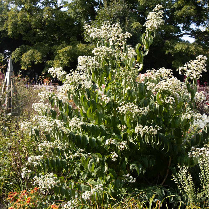 Heptacodium miconioides Temple of Bloom®