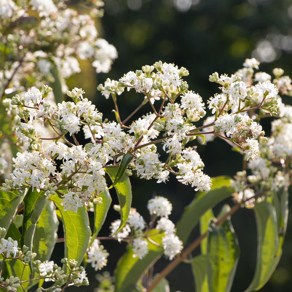Heptacodium miconioides Temple of Bloom®