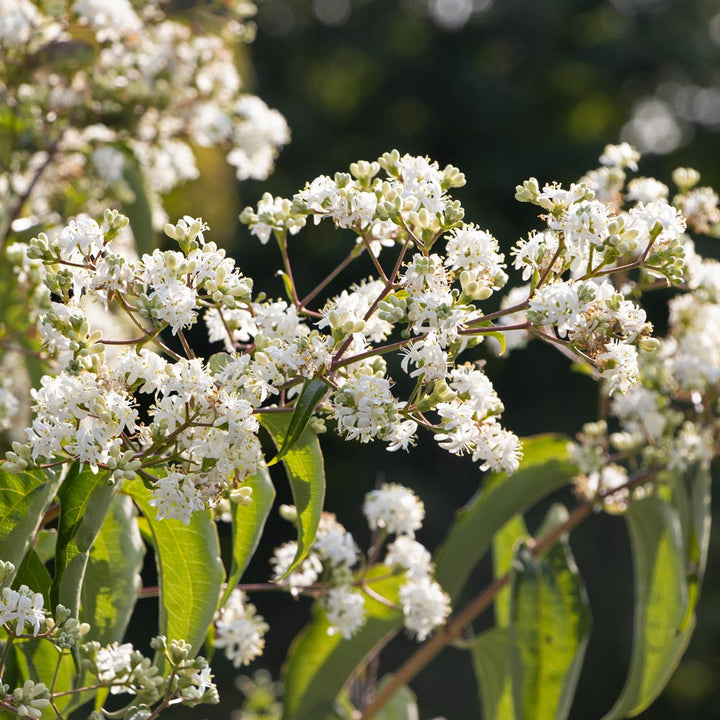 Heptacodium miconioides Temple of Bloom®