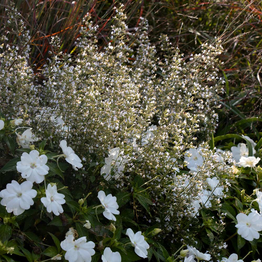 Calamintha nepeta subsp. nepeta