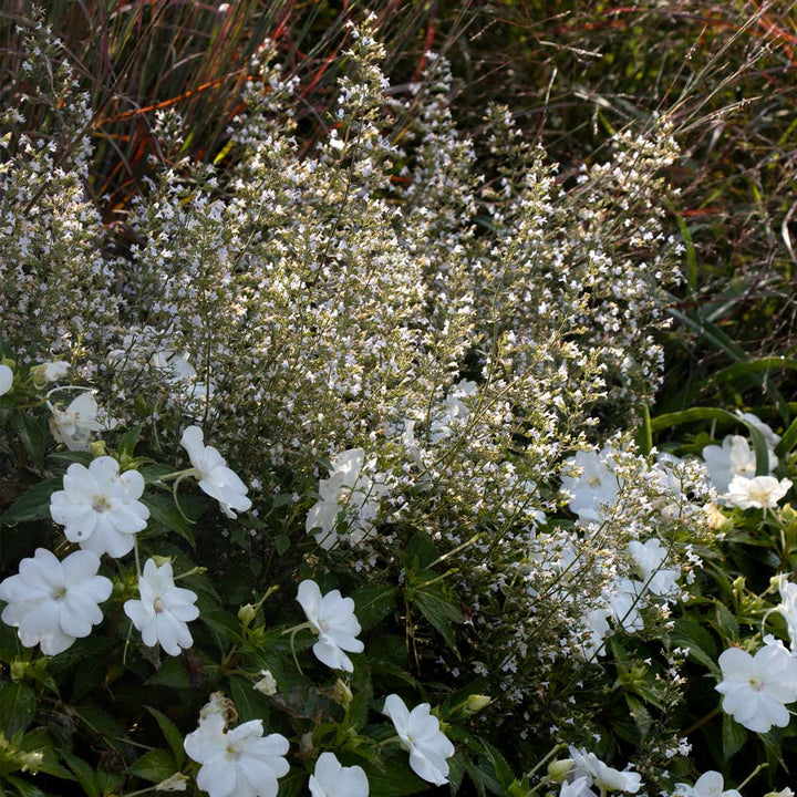 Calamintha nepeta subsp. nepeta