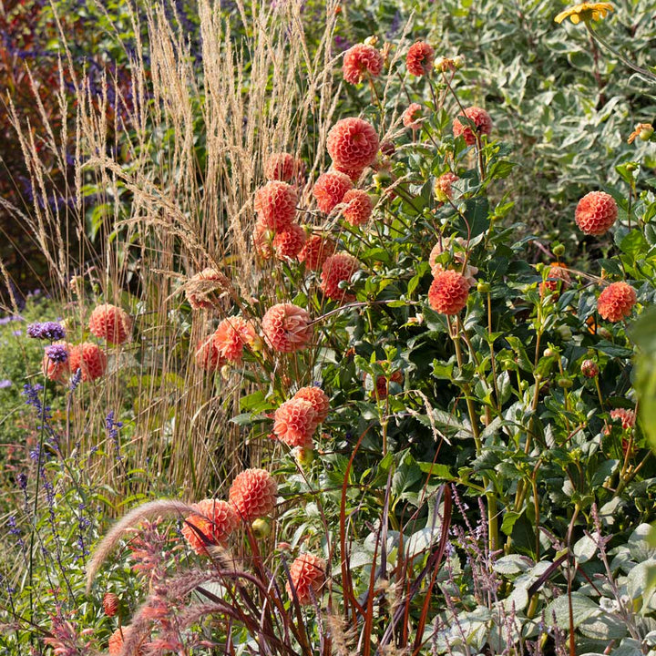 Dahlia 'Cornel Bronze'