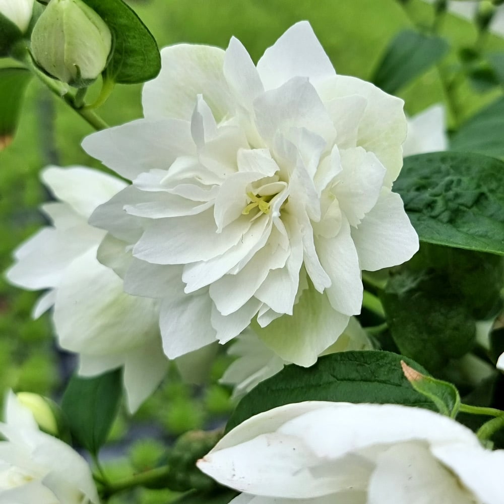 Philadelphus lewisii Pearls of Perfume™