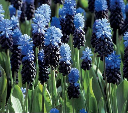 Muscari Mix - Singing the Blues