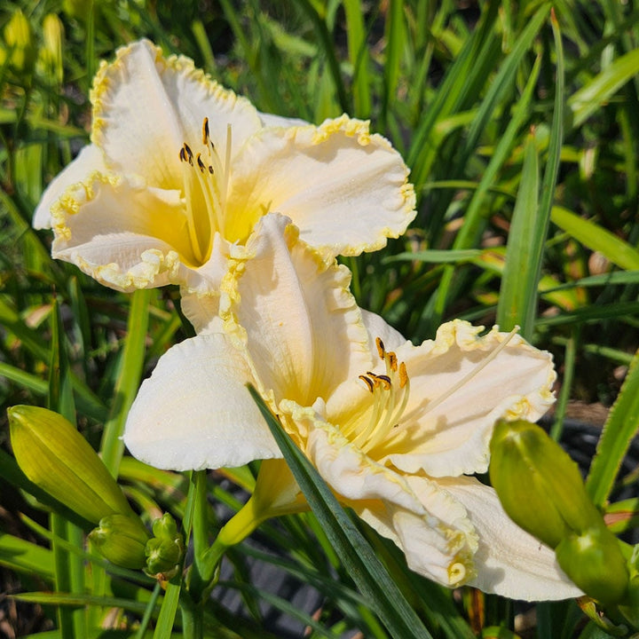 Hemerocallis 'Marque Moon'