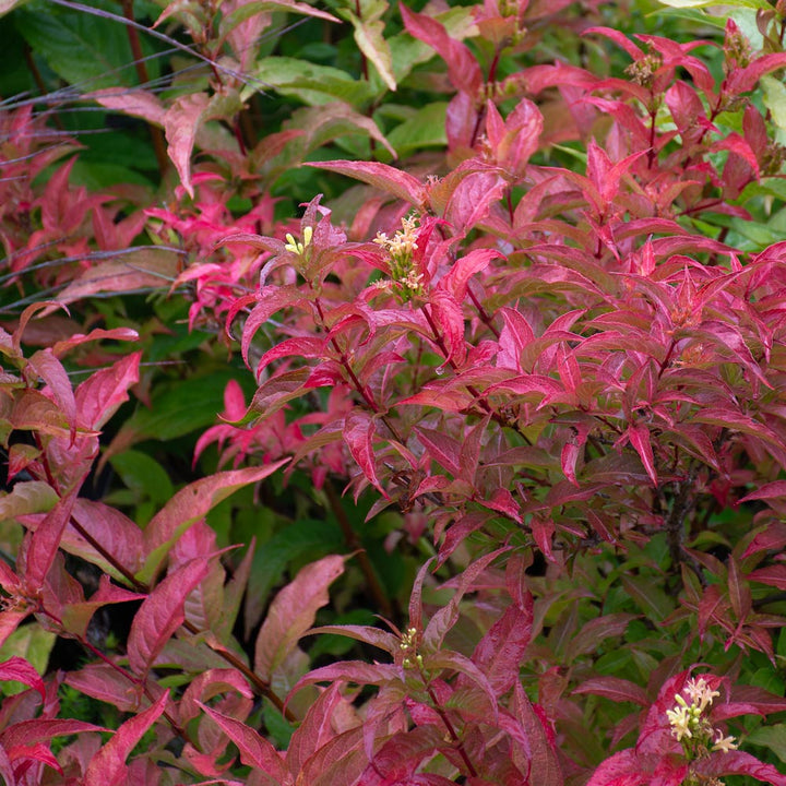 Diervilla Kodiak® Orange
