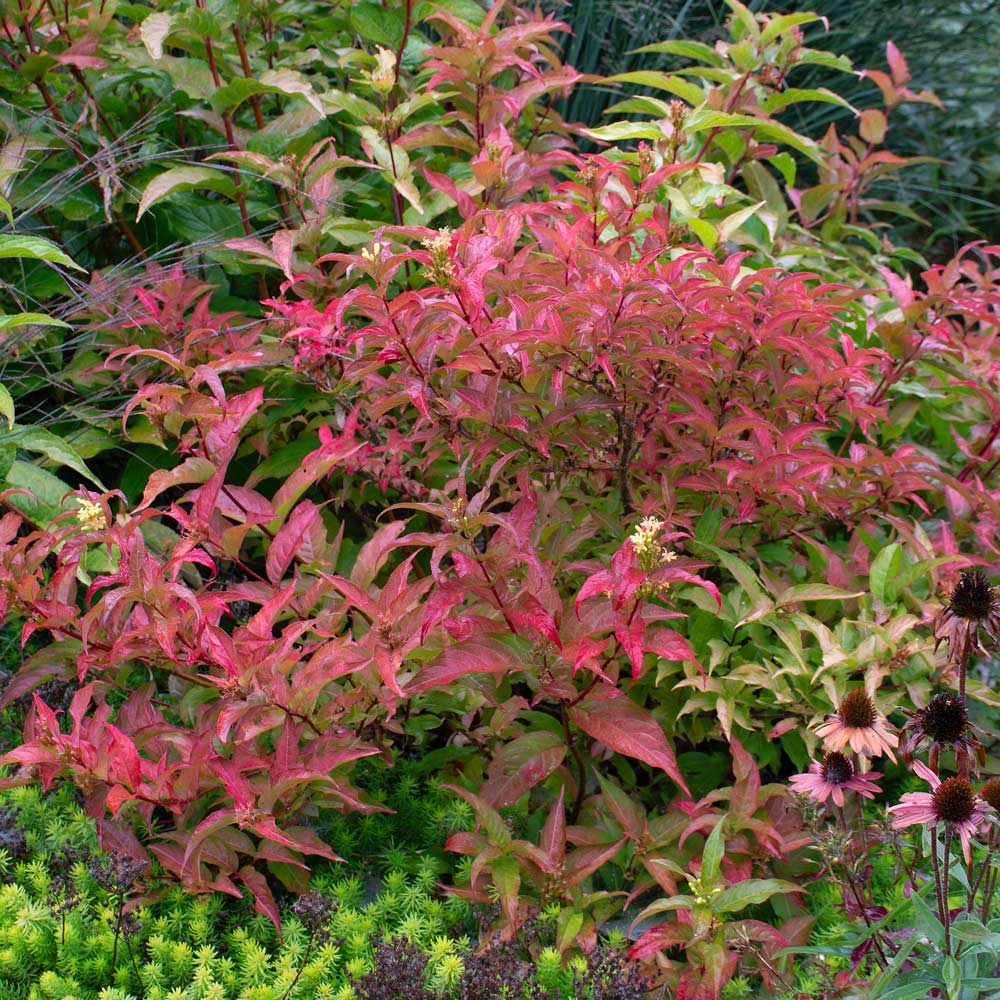 Diervilla Kodiak® Orange