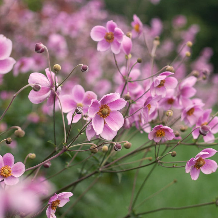Anemone 'Robustissima'