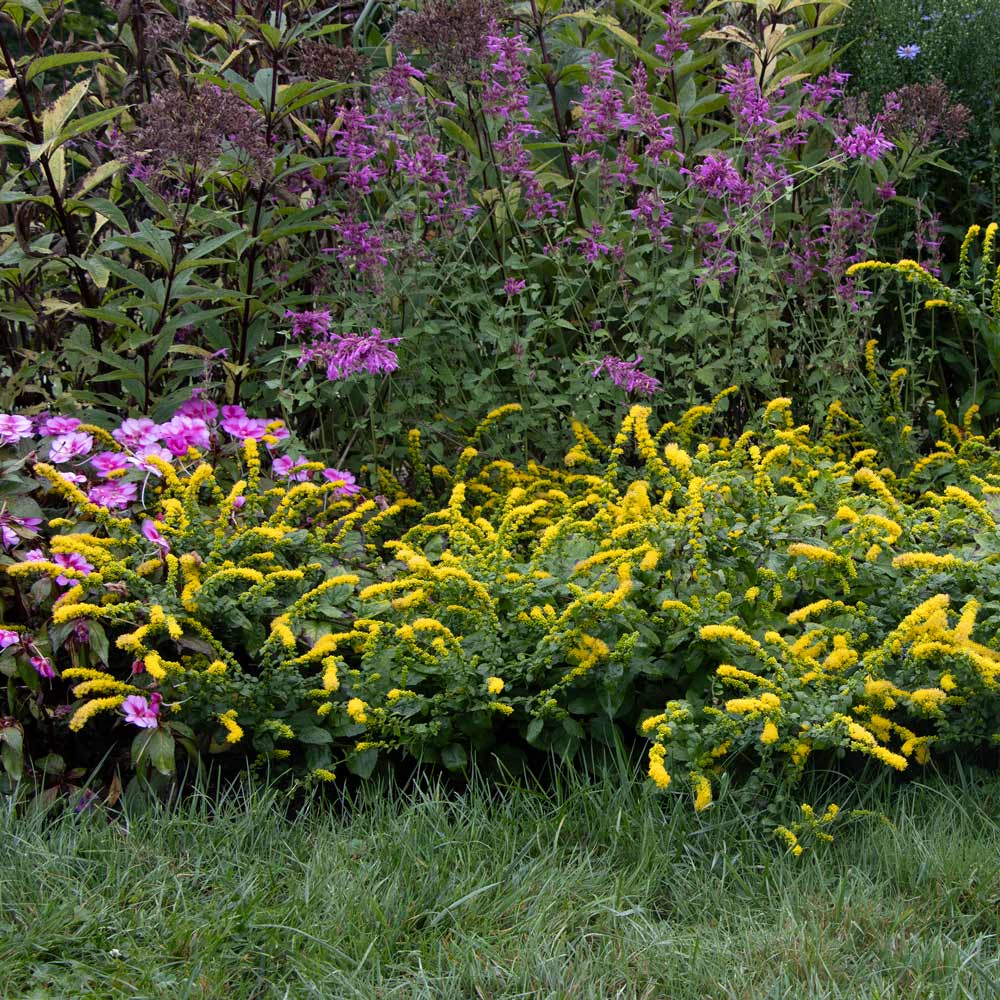 Solidago sphacelata 'Golden Fleece'
