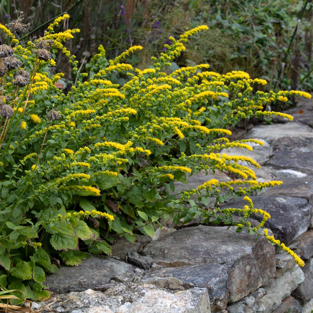 Solidago sphacelata 'Golden Fleece'