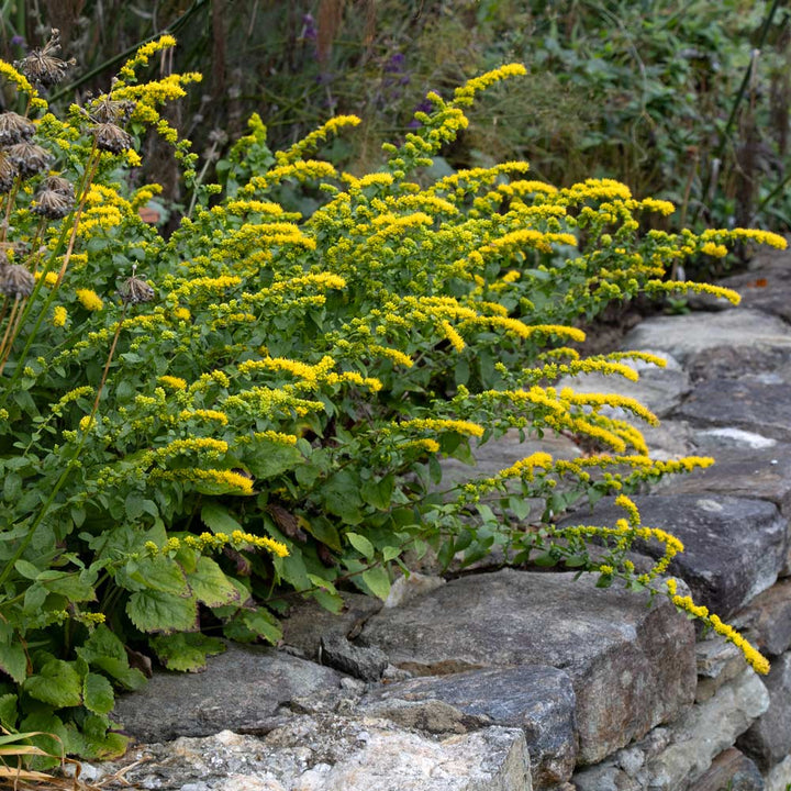 Solidago sphacelata 'Golden Fleece'