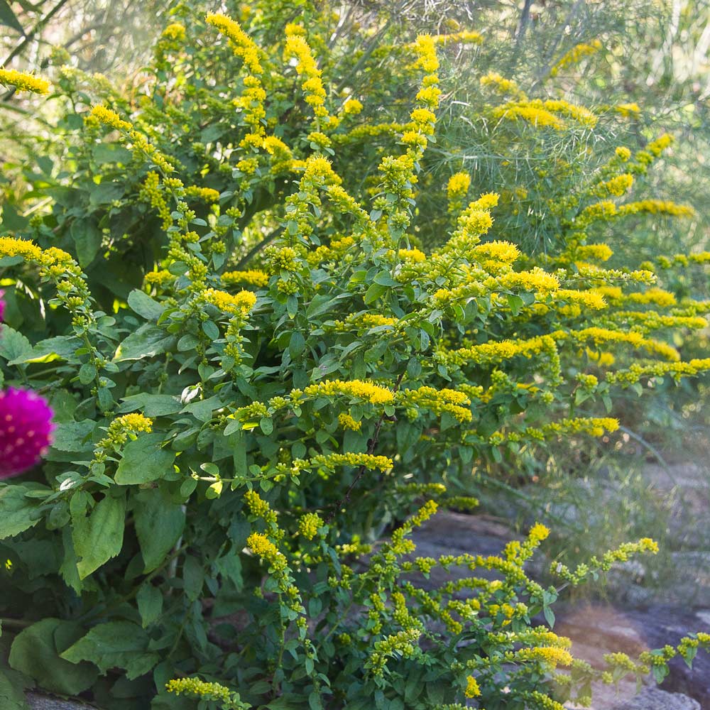 Solidago sphacelata 'Golden Fleece'