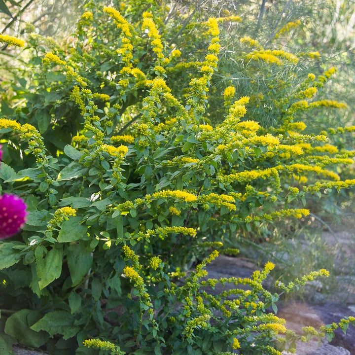 Solidago sphacelata 'Golden Fleece'