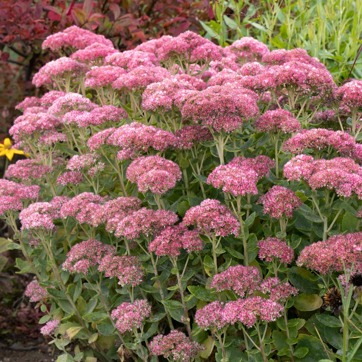 Hylotelephium telephium Autumn Joy