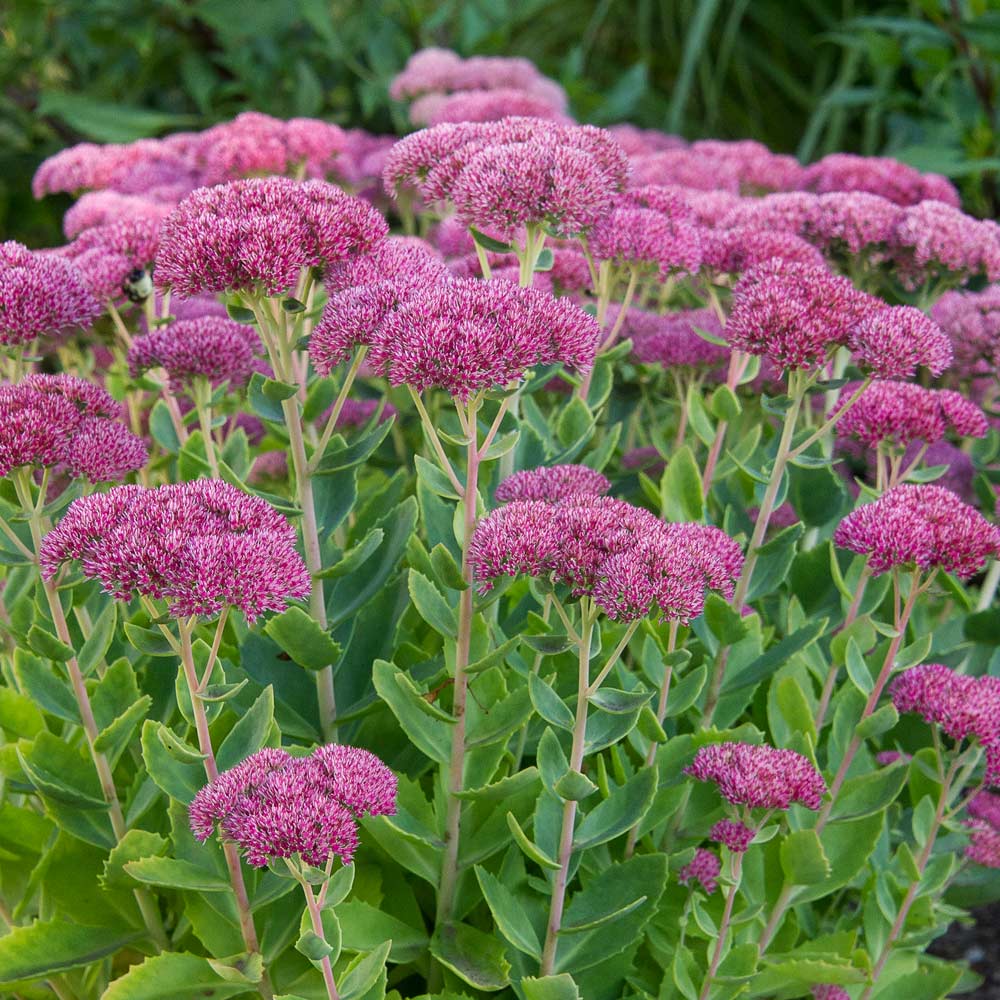 Hylotelephium telephium Autumn Joy