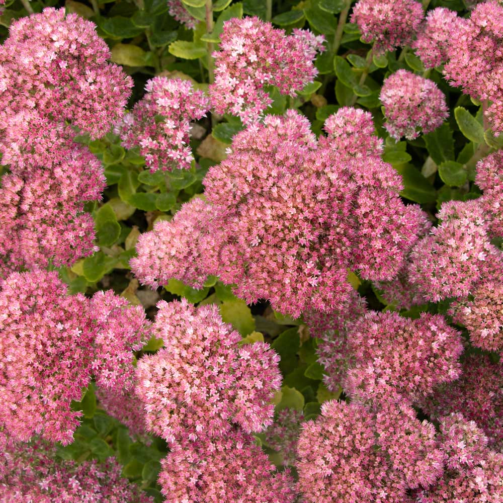Hylotelephium telephium Autumn Joy