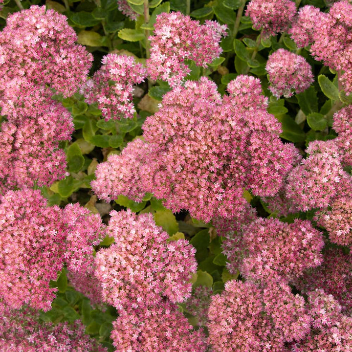 Hylotelephium telephium Autumn Joy