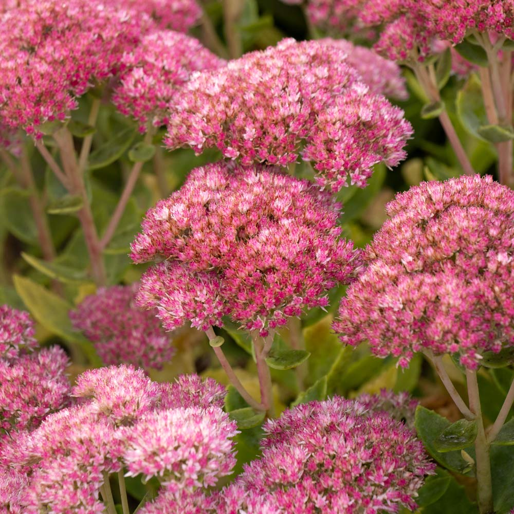 Hylotelephium telephium Autumn Joy