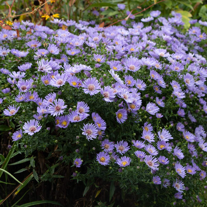 Symphyotrichum 'Wood's Blue'