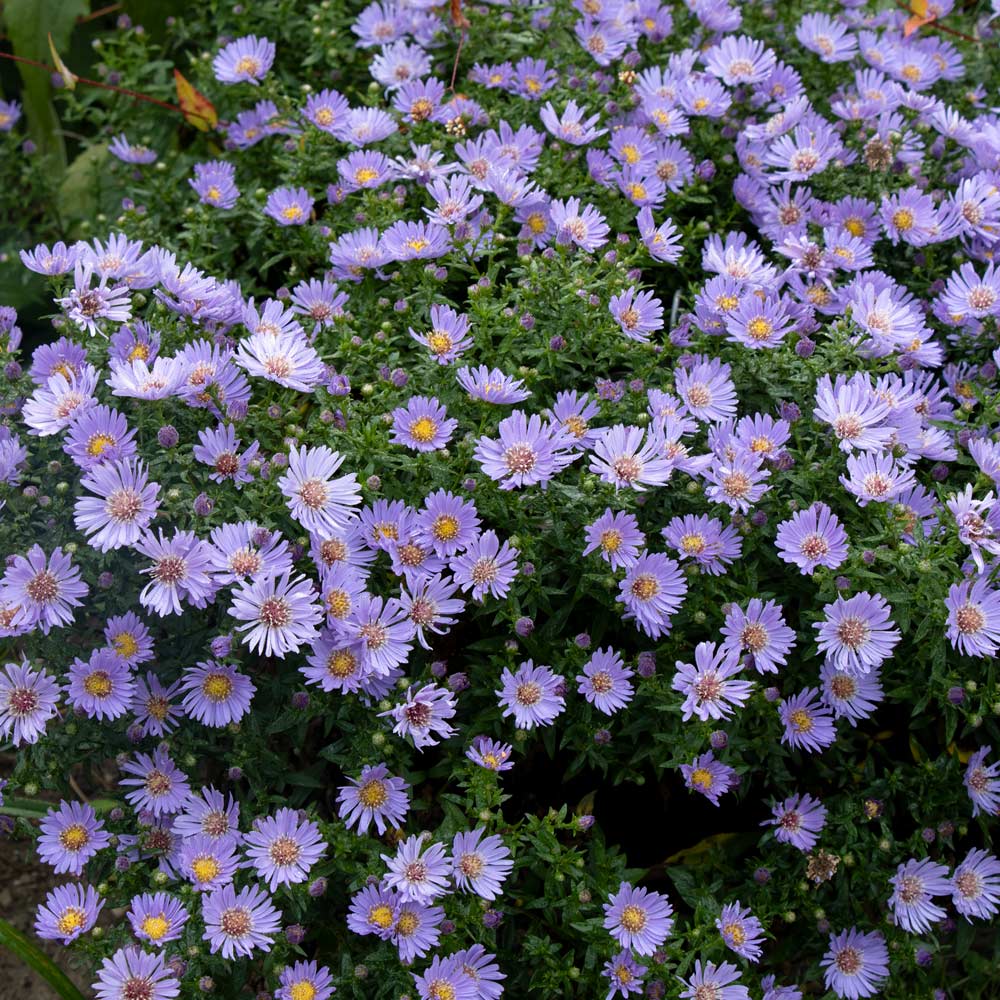 Symphyotrichum 'Wood's Blue'